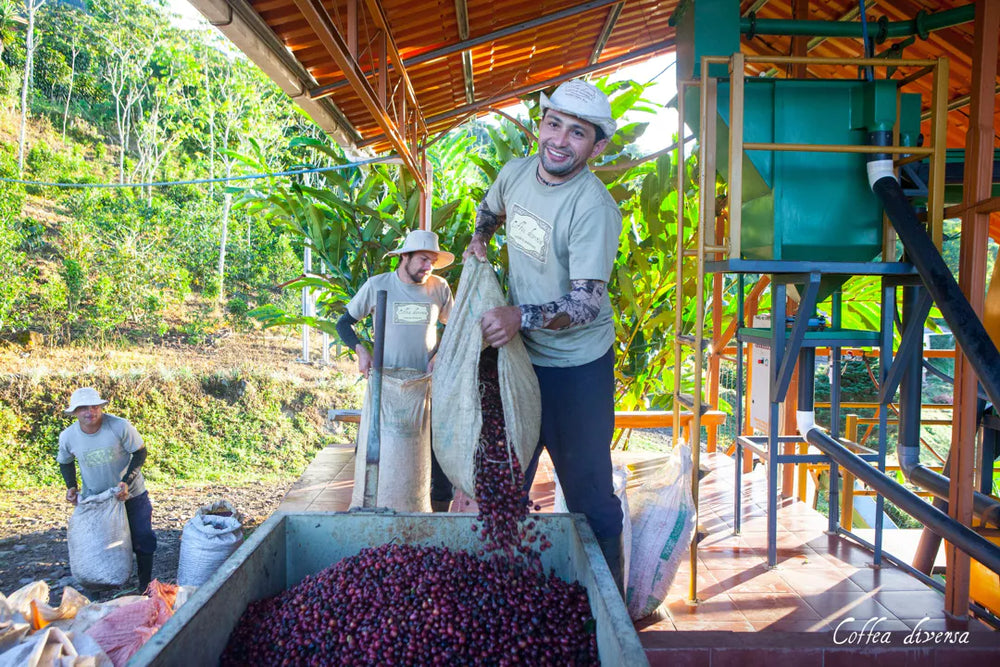 Bild von Coffea Diversa
