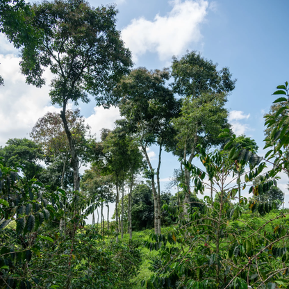Colombia Pink Bourbon – Buenos Aires
