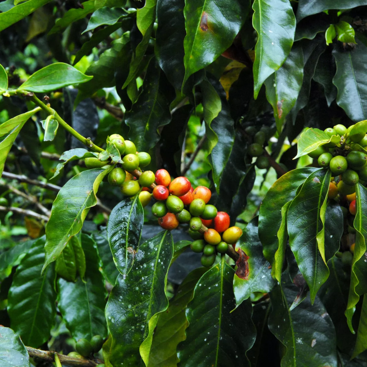 Colombia Pink Bourbon – Buenos Aires