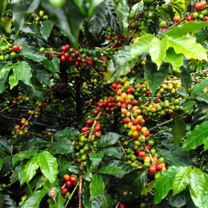 Colombia Pink Bourbon – Buenos Aires