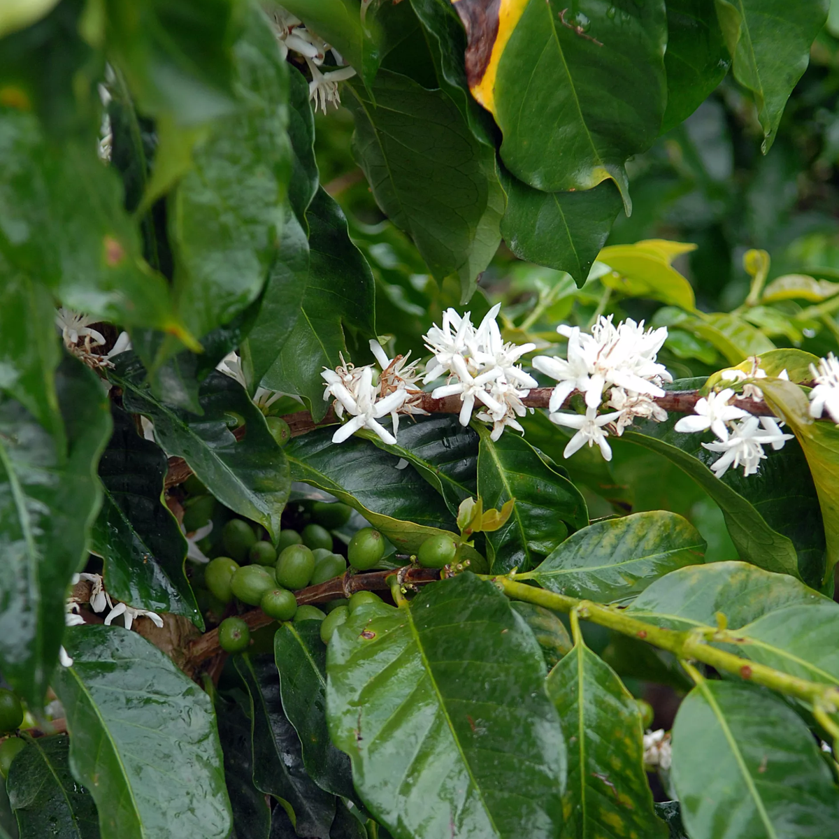 Colombia Pink Bourbon – Buenos Aires