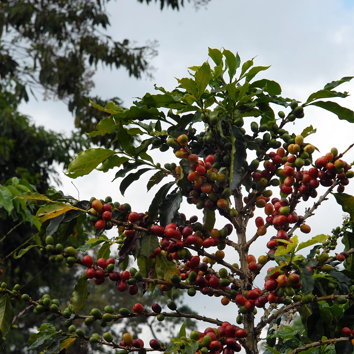 Colombia Pink Bourbon – Buenos Aires