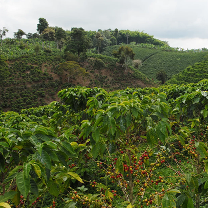 Colombia Pink Bourbon – Buenos Aires