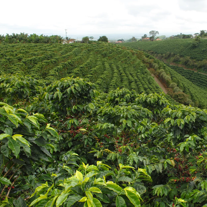 Colombia Pink Bourbon – Buenos Aires