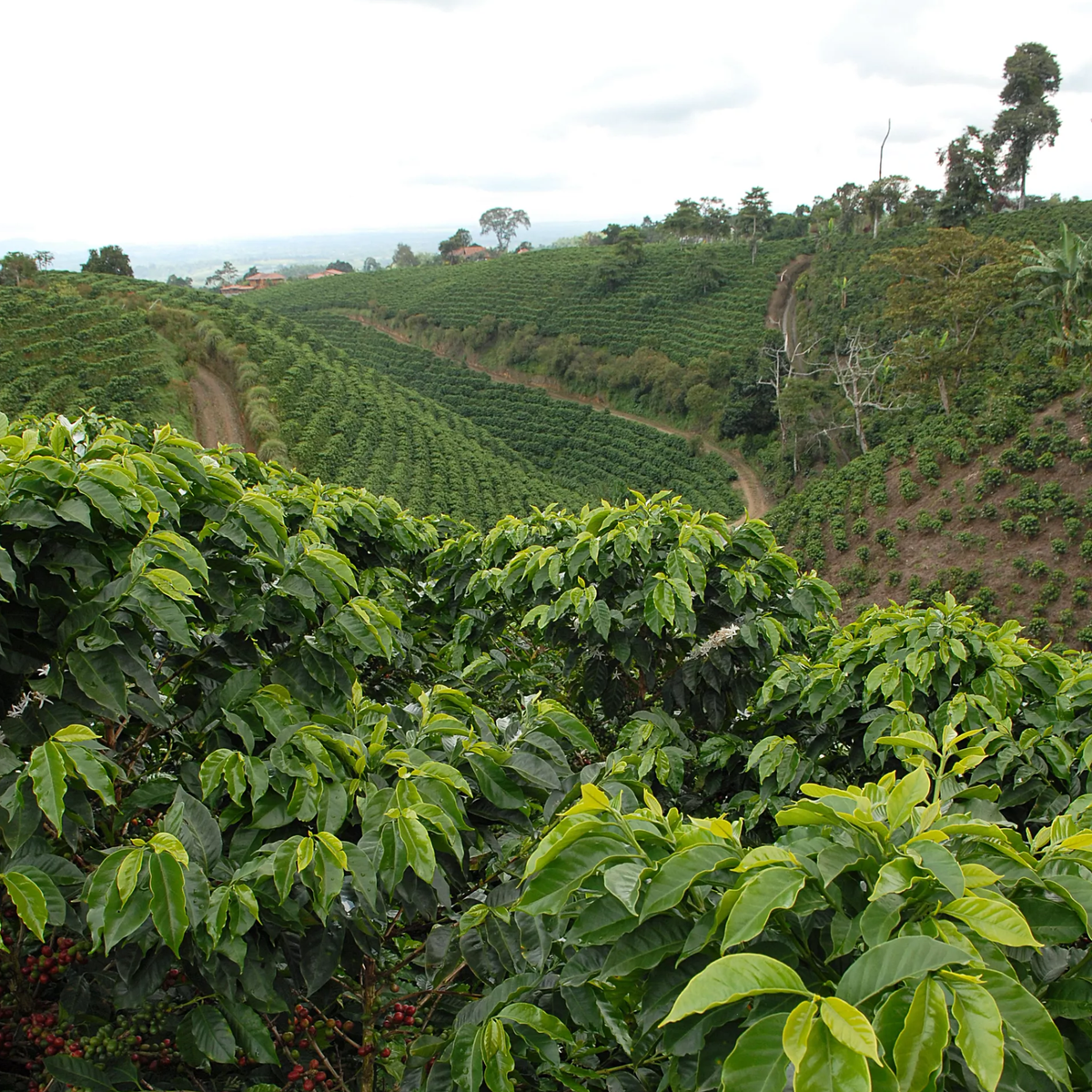 Colombia Pink Bourbon – Buenos Aires