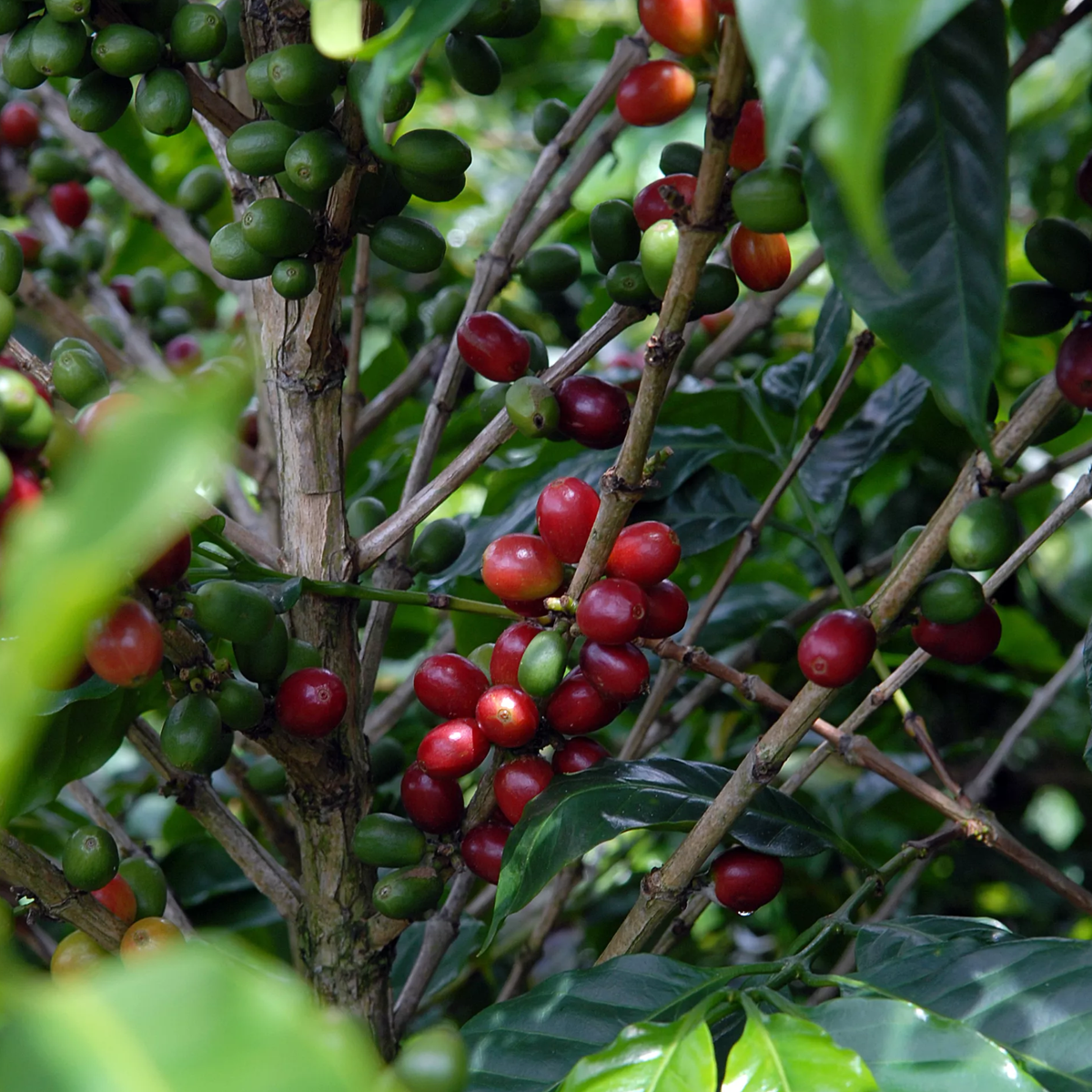 Colombia Pink Bourbon – Buenos Aires