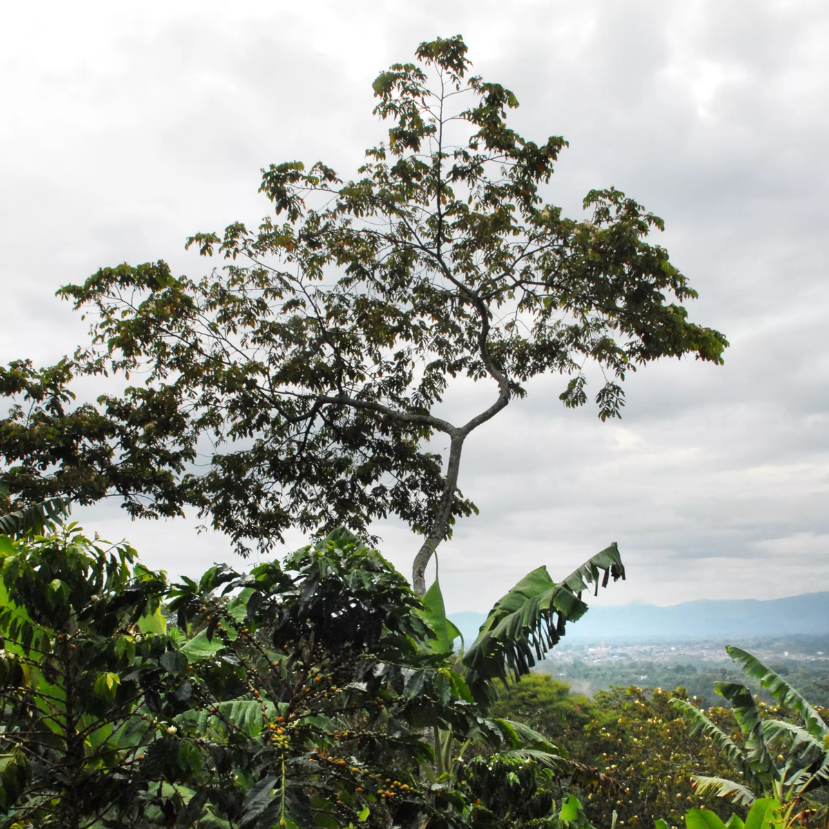 Colombia Pink Bourbon – Buenos Aires