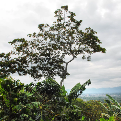 Colombia Pink Bourbon – Buenos Aires