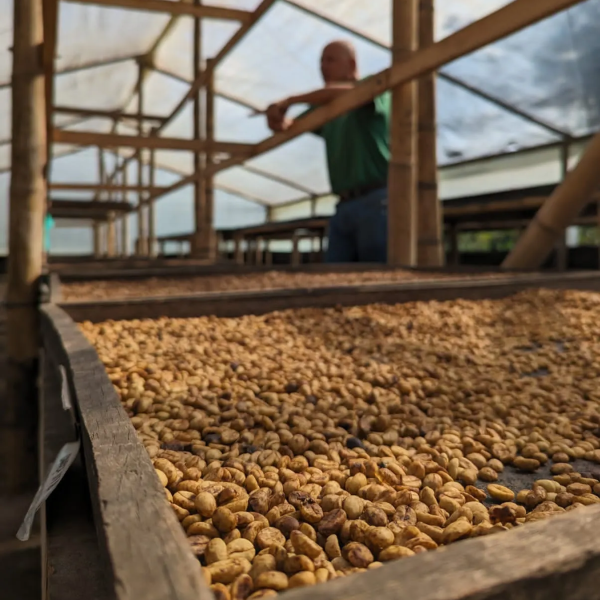 Colombia Pink Bourbon – Buenos Aires