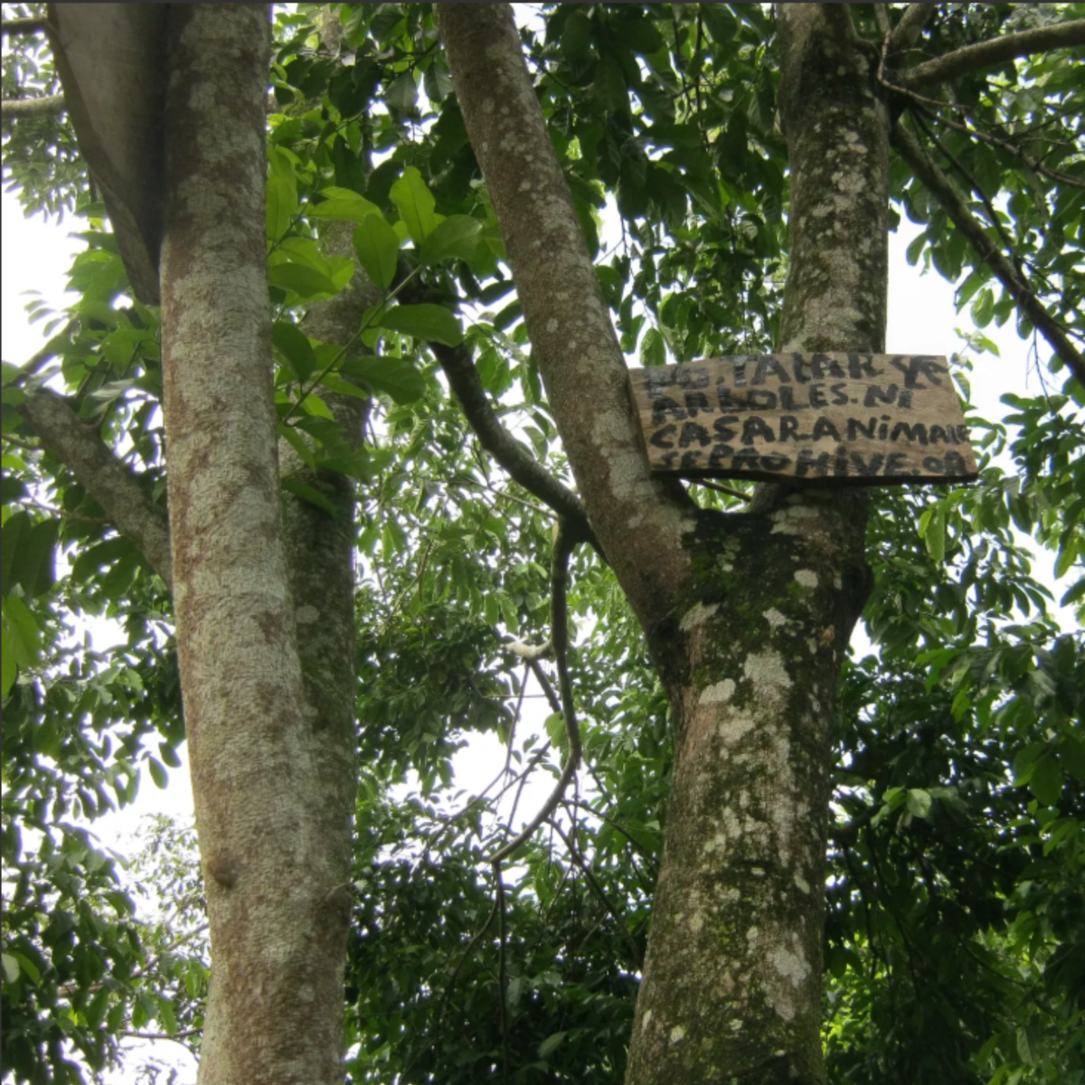 mondodelcaffe-el-salvador-apaneca-ilamatepec-phoenix-shg-farm-tree